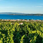 Vineyard Experience: Wine Tasting near Split - What’s Included & What’s Not