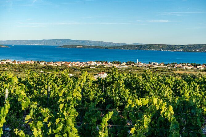 Vineyard Experience: Wine Tasting near Split - What’s Included & What’s Not