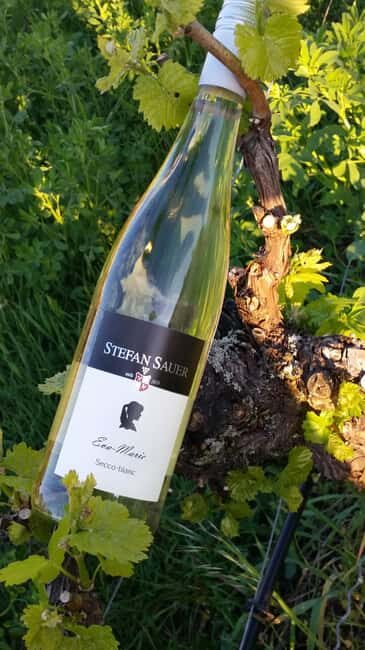 Vineyard tour around Nordheim am Main on the Main Loop - Who Would Enjoy This Tour?