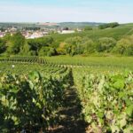 Vineyard Walking Tour & 5 Champagnes Tasting - What to Expect from the Vineyard Walking Tour & Champagne Tasting