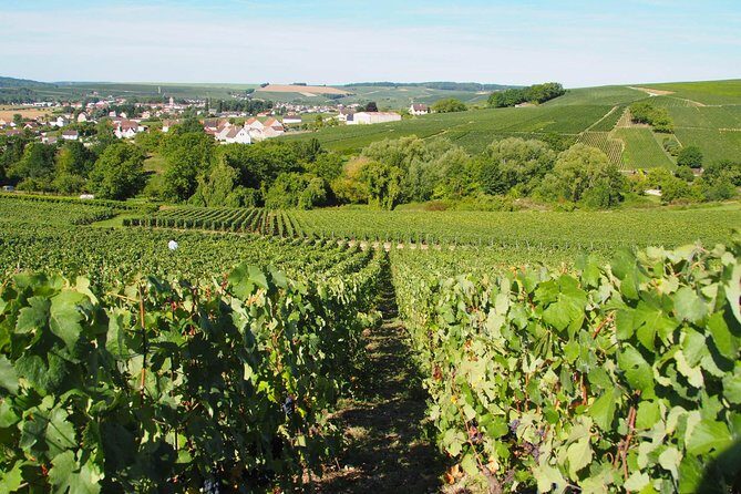 Vineyard Walking Tour & 5 Champagnes Tasting - What to Expect from the Vineyard Walking Tour & Champagne Tasting