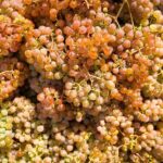 Vinho Verde Experience with 2 Wineries and Lunch - A Detailed Look at the Vinho Verde Experience