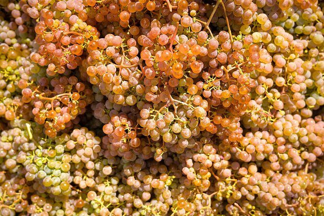 Vinho Verde Experience with 2 Wineries and Lunch - A Detailed Look at the Vinho Verde Experience