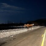 Vip Aurora Adventure from Fairbanks - The Real Magic: The Guide and the Location