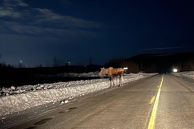 Vip Aurora Adventure from Fairbanks - The Real Magic: The Guide and the Location