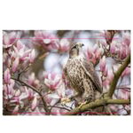 VIP falconry taster session - The Value of the Experience