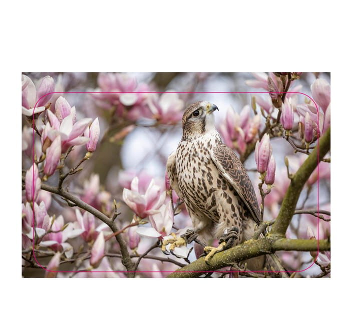 VIP falconry taster session - The Value of the Experience