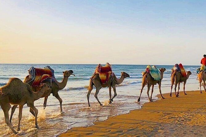 Vip Full Day Private Tangier Tour From Malaga All Inclusive - Who Is This Tour Best For?