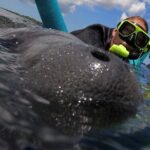 VIP Private Boat Manatee Snorkel Tour with In-Water Guide and Photograper - Key Points
