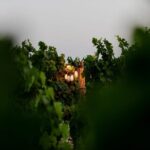 VIP Private Split/Trogir: Chef-Prepared Meal With Wine, Sea View - What to Expect from the Tour