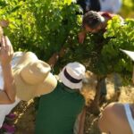 VIP Ronda Wine Tour and Tasting and Gourmet Lunch Experience with Winemaker - Practical Considerations