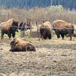 VIP Tour from Anchorage to Alaska Wildlife Conservation Center - Practical Details and Considerations