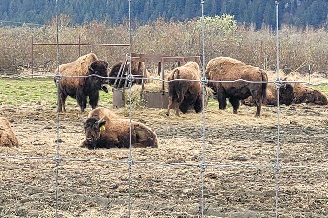 VIP Tour from Anchorage to Alaska Wildlife Conservation Center - Practical Details and Considerations