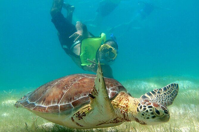 VIP Tulum & Turtles Private Tour - The Itinerary: What to Expect