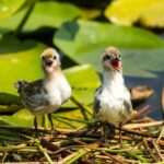Virpazar: Historical & Nature Boat Adventure on Lake Skadar - The Practicalities: What’s Included and What to Know