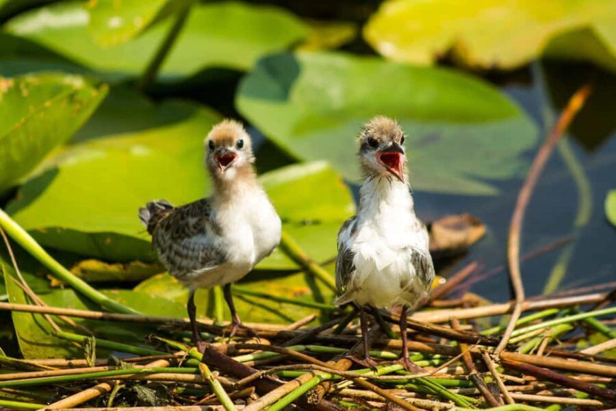 Virpazar: Historical & Nature Boat Adventure on Lake Skadar - The Practicalities: What’s Included and What to Know