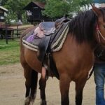 Visit a Farm and Horseback Riding in Nature - What You’ll See and Do