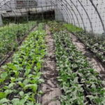 Visit a Farm on the Island of Pico - Final Thoughts