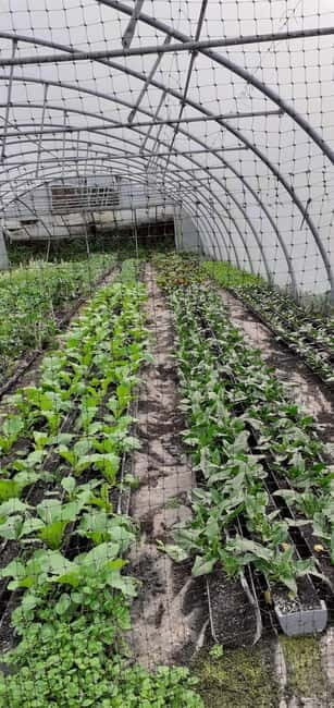 Visit a Farm on the Island of Pico - Final Thoughts