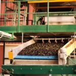 Visit an almazara + extra virgin olive oil tasting: Baeza - The Experience Itself: A Closer Look