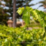 Visit and Private Tasting of EVO Oil and Organic Wine - Pricing and Value