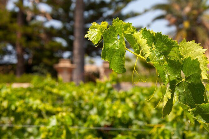 Visit and Private Tasting of EVO Oil and Organic Wine - Pricing and Value