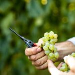 Visit and wine tasting at Tenuta La Cà - What the Reviews Say About the Experience