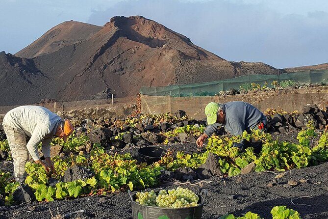 Visit Bodegas Teneguía winery in La Palma with wine Tasting - The Quality of the Wines