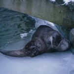 Visit Ranua Wildlife Park with Photographer - A Closer Look at the Tour: What You Can Expect