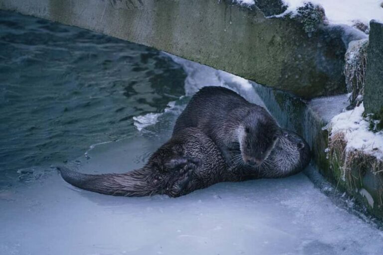Visit Ranua Wildlife Park with Photographer - A Closer Look at the Tour: What You Can Expect