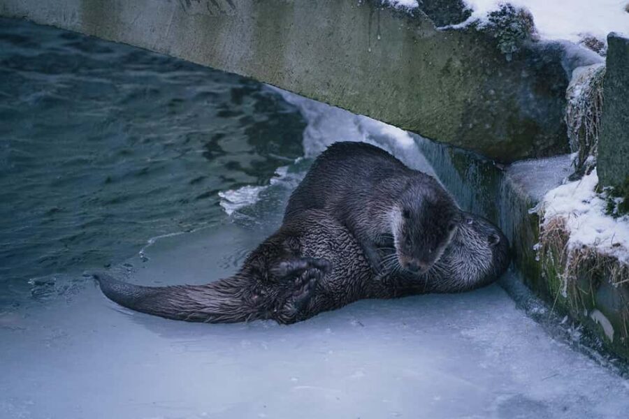 Visit Ranua Wildlife Park with Photographer - A Closer Look at the Tour: What You Can Expect