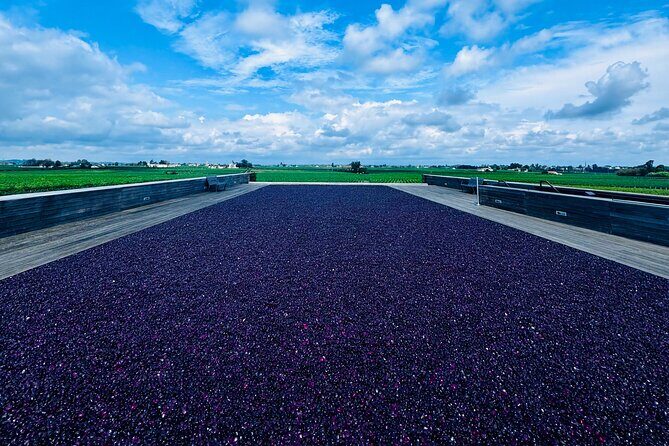 Visit Saint-Emilion and Pomerol:Vineyards, lunch and tastings included - Who Should Consider This Tour?