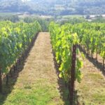 Visit Siena and San Gimignano with lunch at a family farm - Discovering Siena: A Medieval Gem