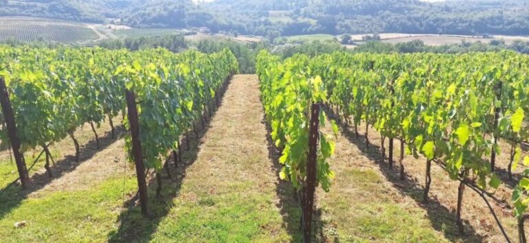 Visit Siena and San Gimignano with lunch at a family farm - Discovering Siena: A Medieval Gem