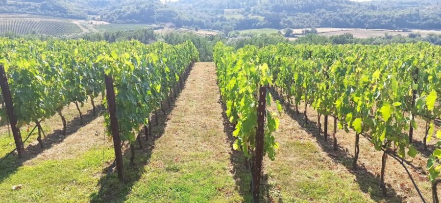 Visit Siena and San Gimignano with lunch at a family farm - Discovering Siena: A Medieval Gem