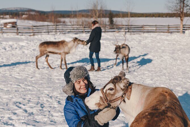 Visit the Sami and Reindeer in a Day Trip from Abisko - The Pros and Cons