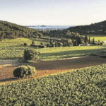 Visit the vineyards and discover Bandol wines - The itinerary: what you can expect