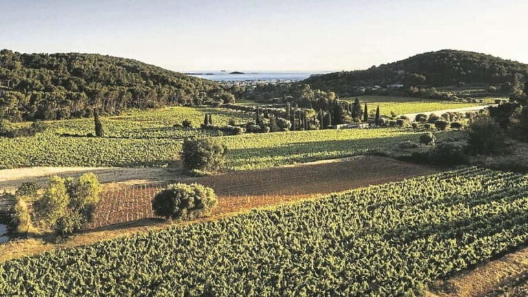 Visit the vineyards and discover Bandol wines - The itinerary: what you can expect