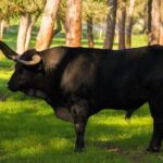 Visit to a brave bull farm in Andalusia - Who Should Consider This Tour?