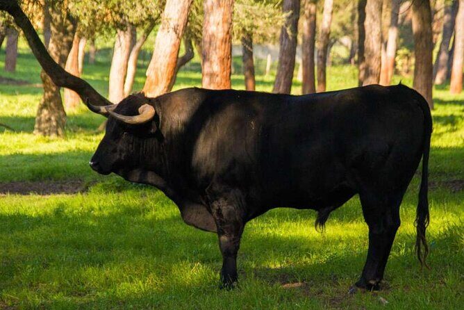 Visit to a brave bull farm in Andalusia - Who Should Consider This Tour?