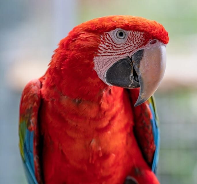 Visit to Madeira Bird Island - FAQs