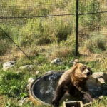 Visit to the bear wildlife area and the medieval tower - What Travelers Say