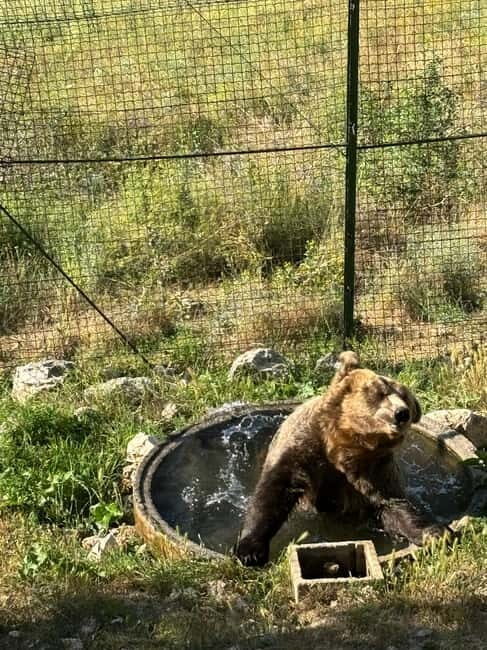 Visit to the bear wildlife area and the medieval tower - What Travelers Say