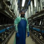 Visit to the Bufale and Dairy farm with cheese tasting - Practical Tips for Visitors