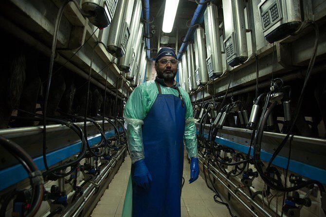 Visit to the Bufale and Dairy farm with cheese tasting - Practical Tips for Visitors