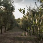 Visit to the olive grove, oil tasting and lunch at the farm - What the Reviews Say