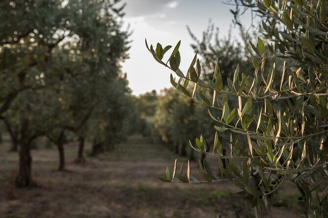 Visit to the olive grove, oil tasting and lunch at the farm - What the Reviews Say