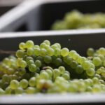 Vitteaut-Alberti: cellar tour, tasting of Crémants de Bourgogne - Who Should Consider This Tour?