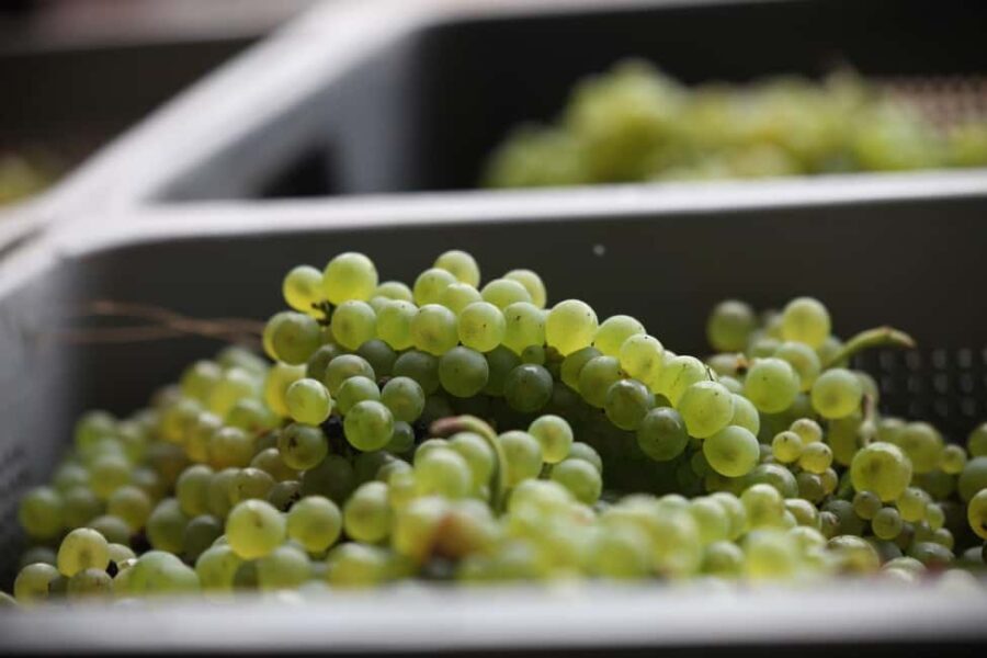 Vitteaut-Alberti: cellar tour, tasting of Crémants de Bourgogne - Who Should Consider This Tour?