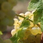 Volterra: Winery Guided Tour and Experience with Tasting - What’s Included and What’s Not